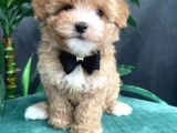 Tüy Dökmeyen Koku Yapmayan Irk Maltipoo