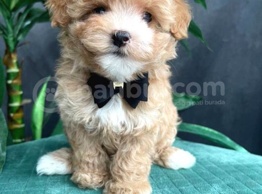 Tüy Dökmeyen Koku Yapmayan Irk Maltipoo görsel