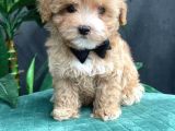 Tüy Dökmeyen Koku Yapmayan Irk Maltipoo