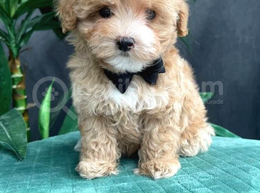Tüy Dökmeyen Koku Yapmayan Irk Maltipoo