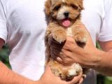 Premium Kalite Maltipoo sevimli Bebekler