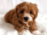 Kızıl Beyaz Nadir Renk Maltipoo Yavrular