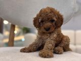 Poodle gibi maltipoo