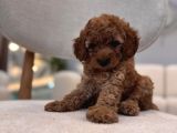 Poodle Gibi Maltipoo