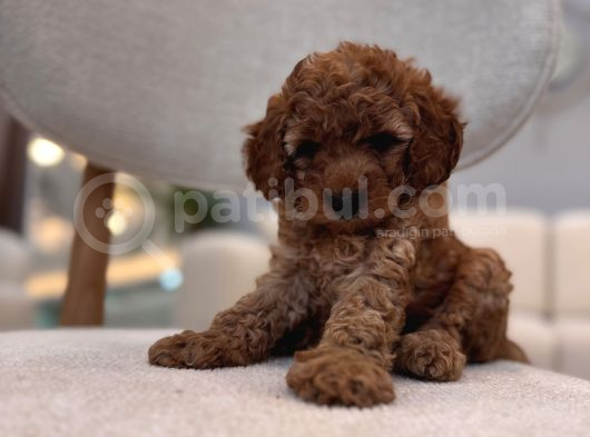 Poodle Gibi Maltipoo görsel