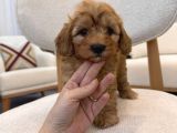 Orjinal maltipoo yavrularım