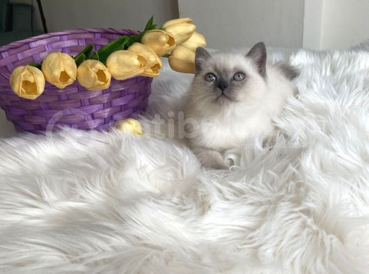 Blue Point Sağlıklı Oyuncu görsel