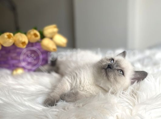 Blue Point Sağlıklı Oyuncu görsel