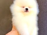 Ayı Suratlı Pomerri̇an Boo Yavrumuz