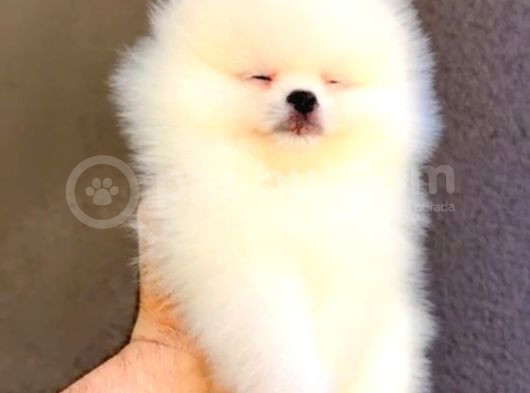 Ayı Suratlı Pomerri̇an Boo Yavrumuz görsel
