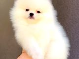 Ayı Suratlı Pomerri̇an Boo Yavrumuz