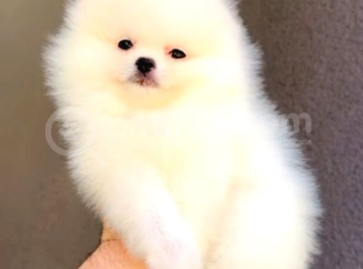 Ayı Suratlı Pomerri̇an Boo Yavrumuz görsel