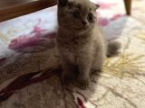 Scottish Fold Yavrular