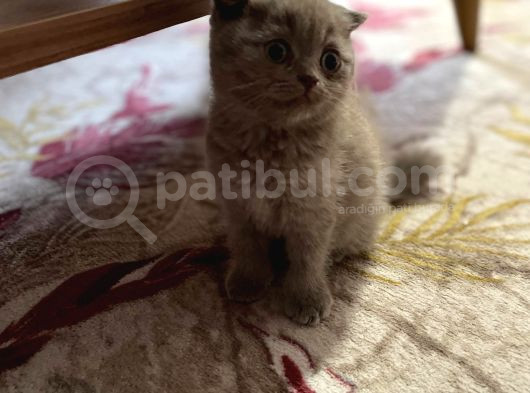 Scottish Fold Yavrular görsel