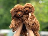 Toy Poodle