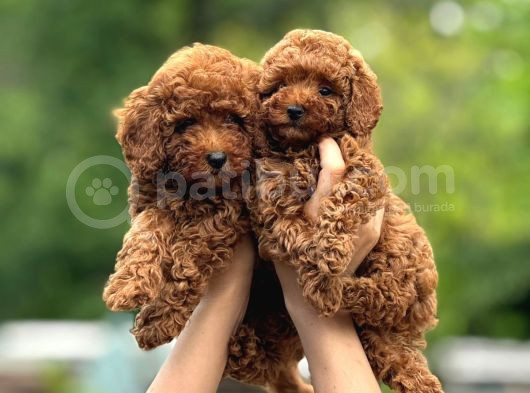 Toy Poodle görsel