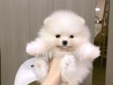 Pomerrian Boo Yavrularımız