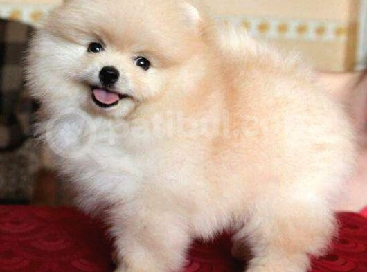 Tedy Bear Pomerri̇an Boo Yavrumuz