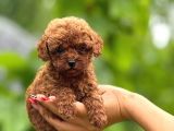 Teacup Poodle Yavrularımız