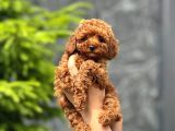 Toy Poodle