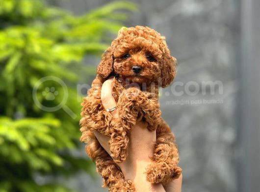Toy Poodle görsel