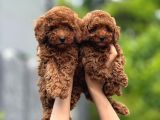 Toy Poodle