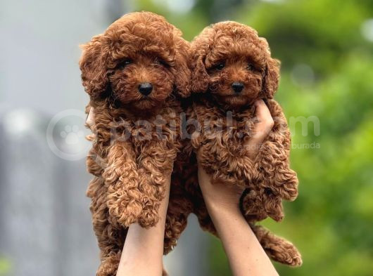 Toy Poodle görsel