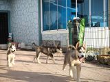 Safkan Üst Kalite Husky Yavruları