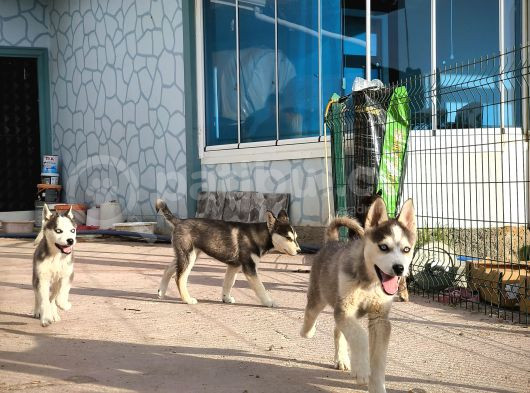 Safkan Üst Kalite Husky Yavruları görsel