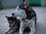 Safkan Üst Kalite Husky Yavruları