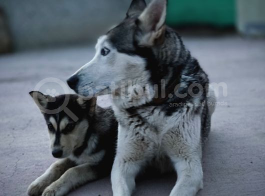 Safkan Üst Kalite Husky Yavruları görsel