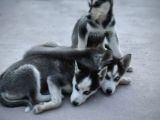 Safkan Üst Kalite Husky Yavruları