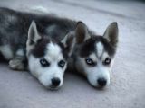 Safkan üst kalite Husky yavruları