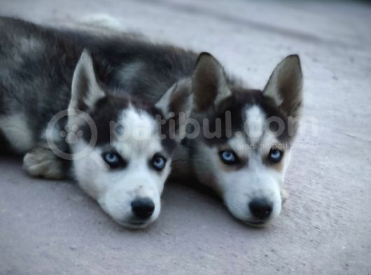 Safkan Üst Kalite Husky Yavruları