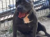 A kalite exotic bully