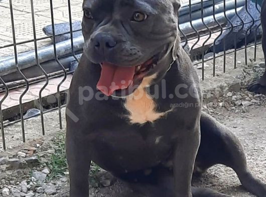 A Kalite Exotic Bully