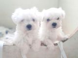0 Numara Bem Beyaz Maltese Terrier Yavrularımız