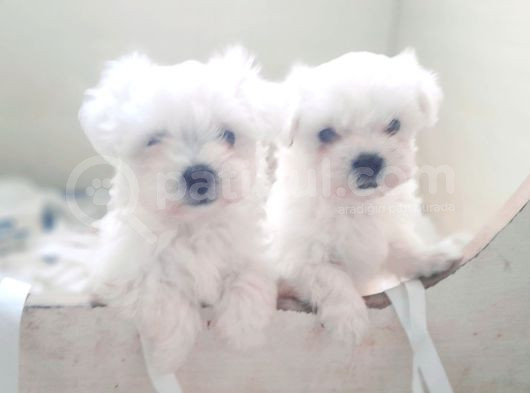 0 Numara Bem Beyaz Maltese Terrier Yavrularımız görsel