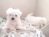 0 Numara Bem Beyaz Maltese Terrier Yavrularımız