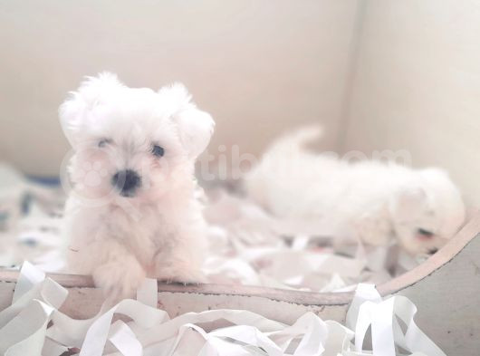 0 Numara Bem Beyaz Maltese Terrier Yavrularımız görsel