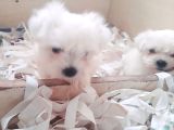 0 Numara Bem Beyaz Maltese Terrier Yavrularımız