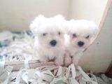 0 Numara Bem Beyaz Maltese Terrier Yavrularımız