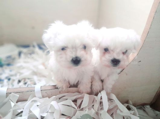 0 Numara Bem Beyaz Maltese Terrier Yavrularımız görsel