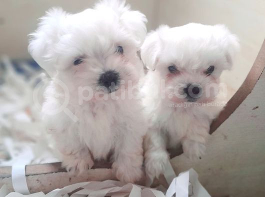 0 numara bem beyaz maltese terrier yavrularımız