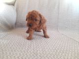 Sakan Toy Poodle Yavrularımız