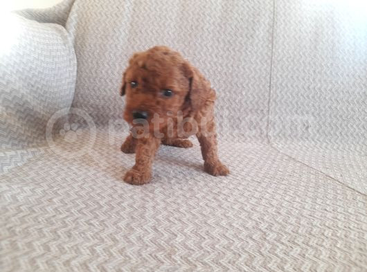 Sakan Toy Poodle Yavrularımız görsel