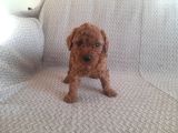 Sakan Toy Poodle Yavrularımız