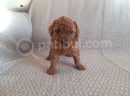 Sakan Toy Poodle Yavrularımız görsel