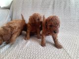Sakan Toy Poodle Yavrularımız