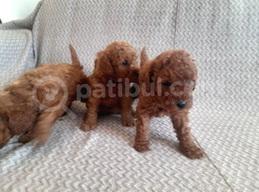 Sakan Toy Poodle Yavrularımız görsel